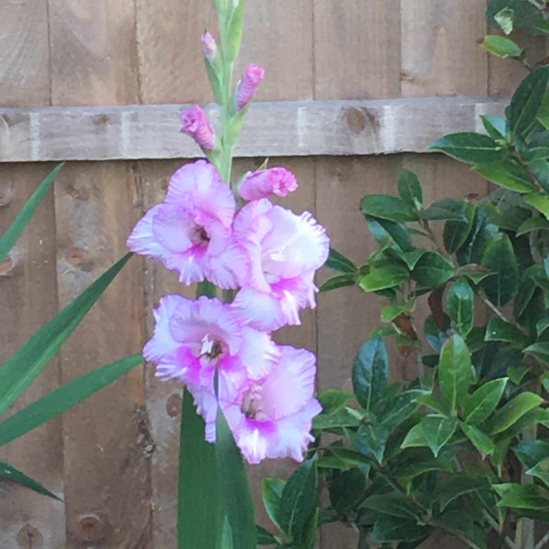 Gladioli Romance in the GardenTags plant encyclopedia