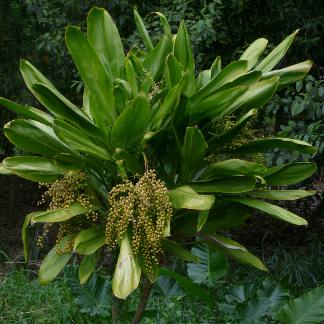 Cabbage Tree Petiolaris in the GardenTags plant encyclopedia