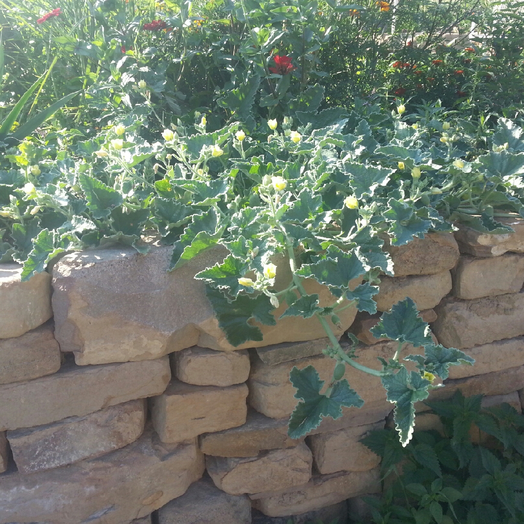 Squirting Cucumber in the GardenTags plant encyclopedia