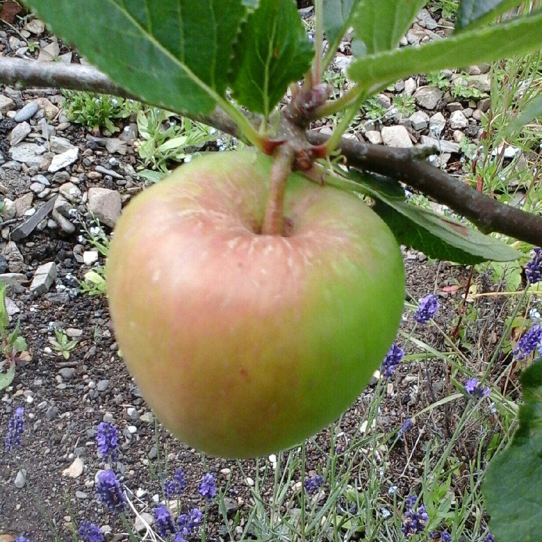 Apple James Grieve in the GardenTags plant encyclopedia