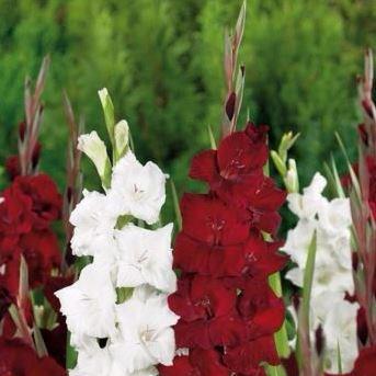 Gladioli Ebony And Ivory Mix (Mix) in the GardenTags plant encyclopedia