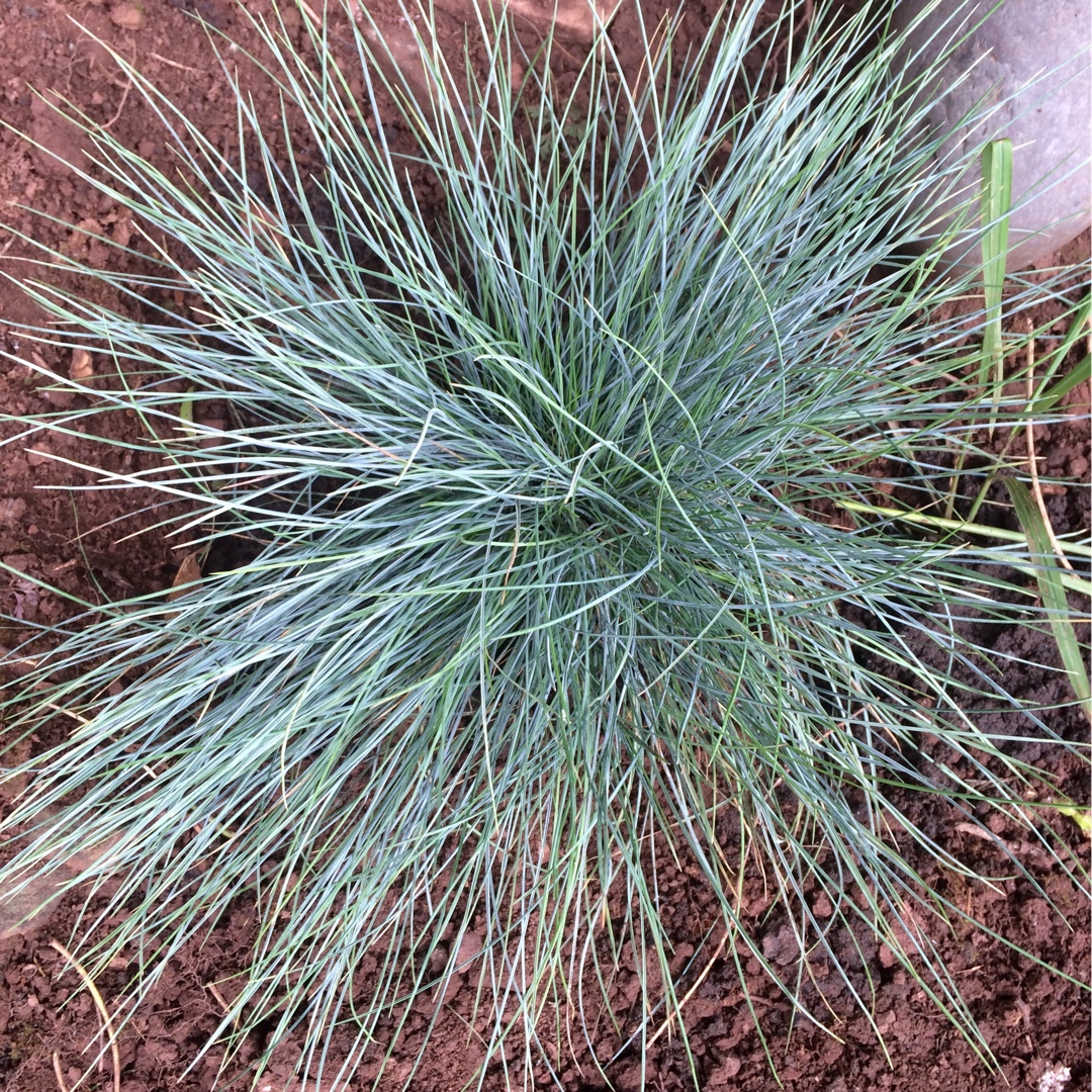 Festuca Azurit in the GardenTags plant encyclopedia