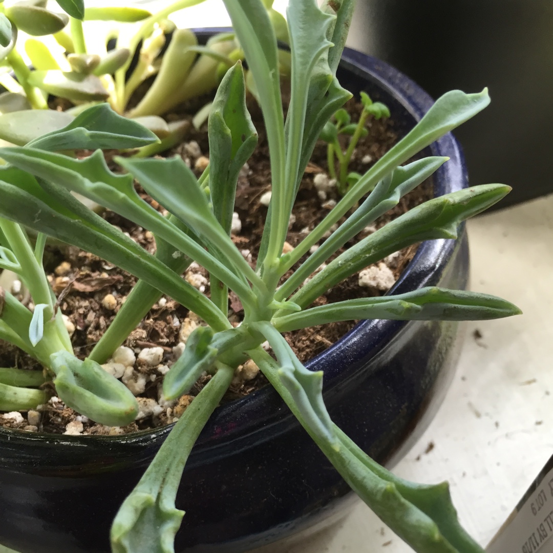 Spear Head Senecio in the GardenTags plant encyclopedia