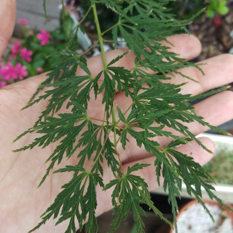 Cut Leaf Japanese Maple Seiryu in the GardenTags plant encyclopedia