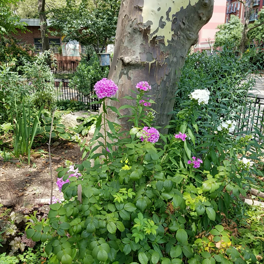 Phlox Shockwave in the GardenTags plant encyclopedia