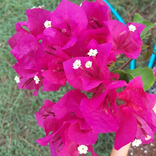 Bougainvillea Barbara Karst in the GardenTags plant encyclopedia