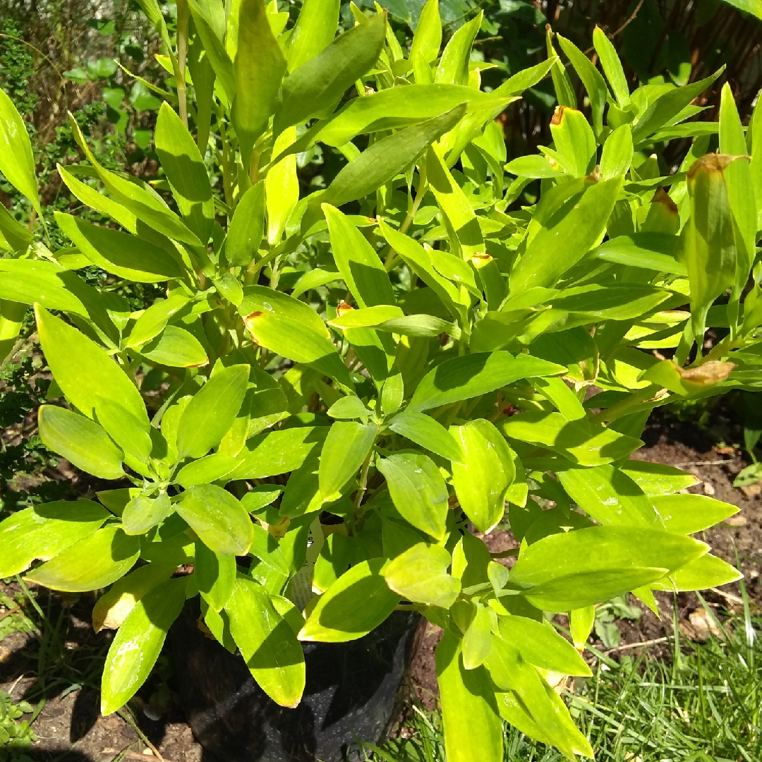 Peruvian Lily Sweet Laura in the GardenTags plant encyclopedia