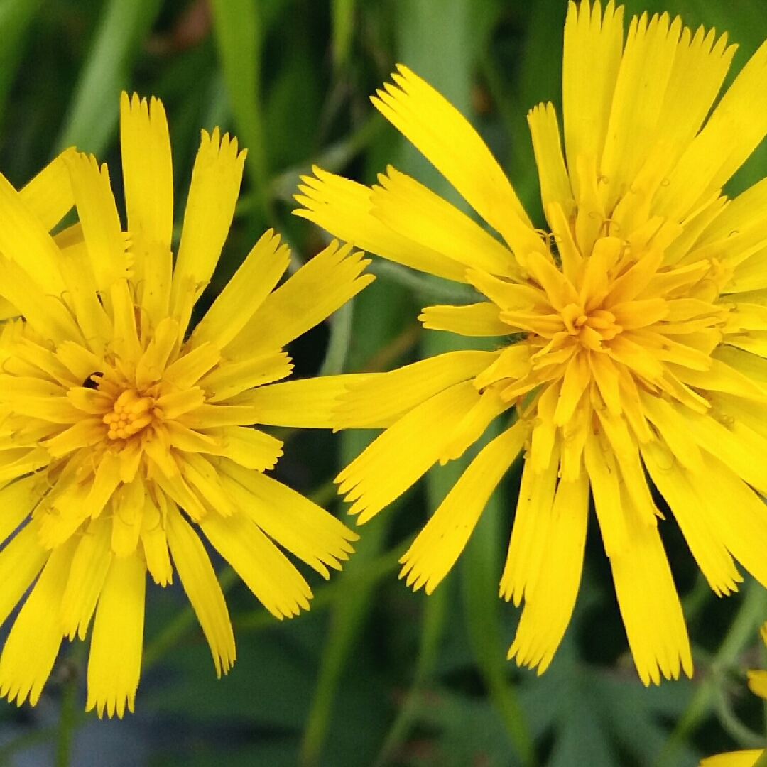 Spotted Hawkweed in the GardenTags plant encyclopedia