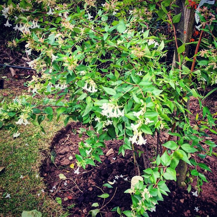 Glossy Abelia Francis Mason in the GardenTags plant encyclopedia