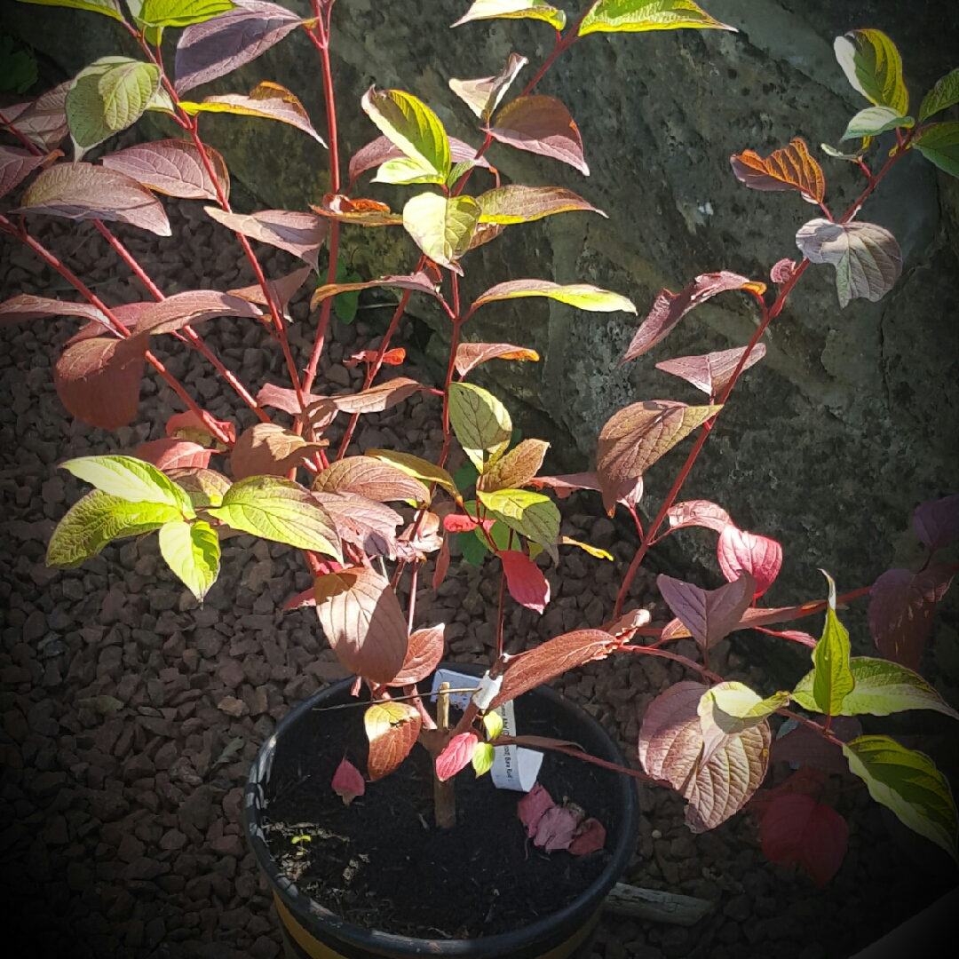 Shrubby Dogwood in the GardenTags plant encyclopedia