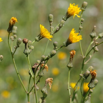 Sow-thistle in the GardenTags plant encyclopedia