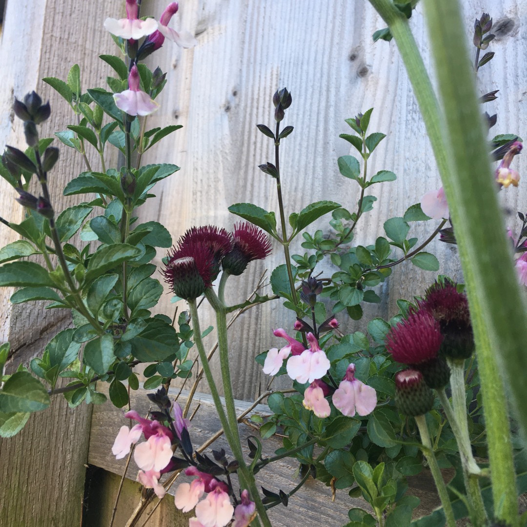 Salvia Dancing Dolls in the GardenTags plant encyclopedia