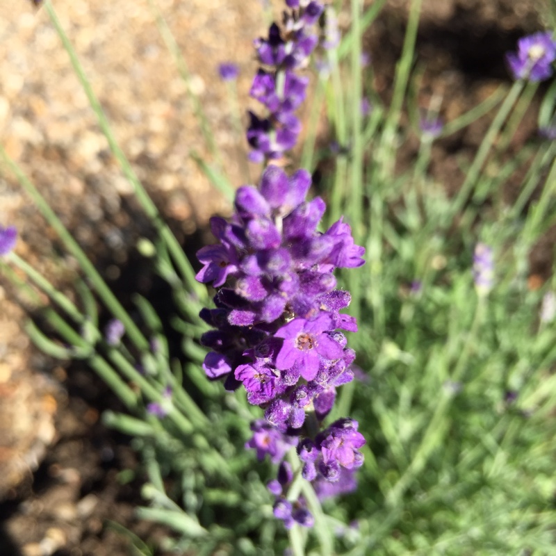 Lavender Hidcote in the GardenTags plant encyclopedia