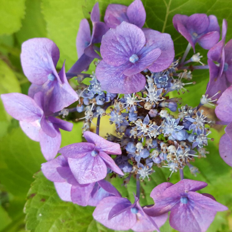 Hydrangea Blue Sky in the GardenTags plant encyclopedia