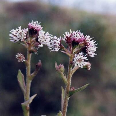 Winter Heliotrope in the GardenTags plant encyclopedia