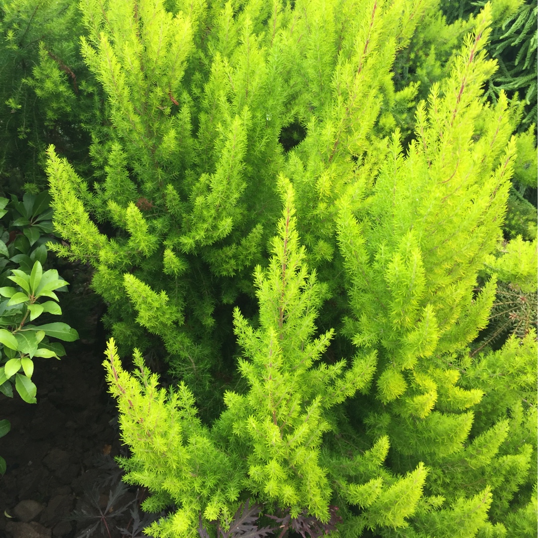 Tree Heath Alberts Gold in the GardenTags plant encyclopedia