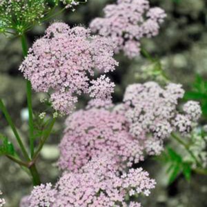 Pimpinella Rosea in the GardenTags plant encyclopedia