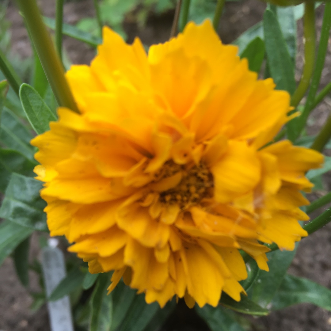 Tickseed Early Sunrise in the GardenTags plant encyclopedia