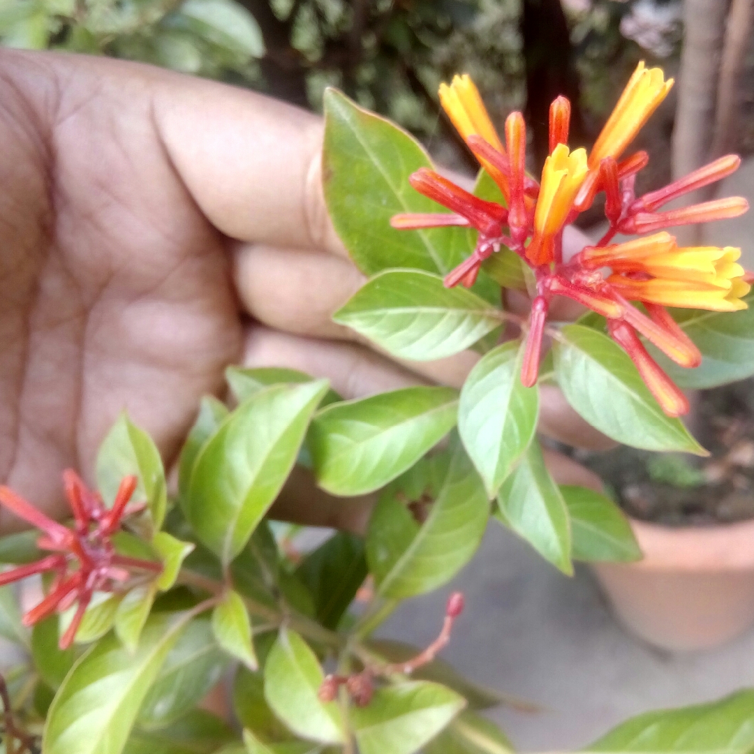 Firebush in the GardenTags plant encyclopedia