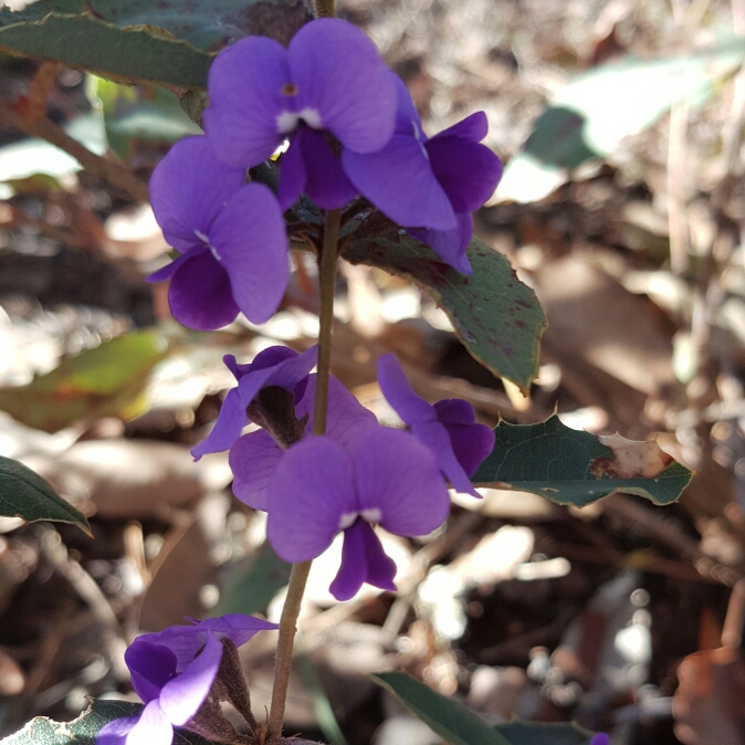 Native Wisteria in the GardenTags plant encyclopedia