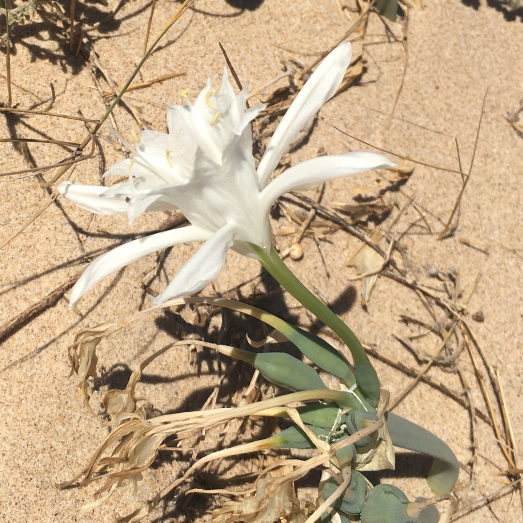 Sea Daffodil in the GardenTags plant encyclopedia