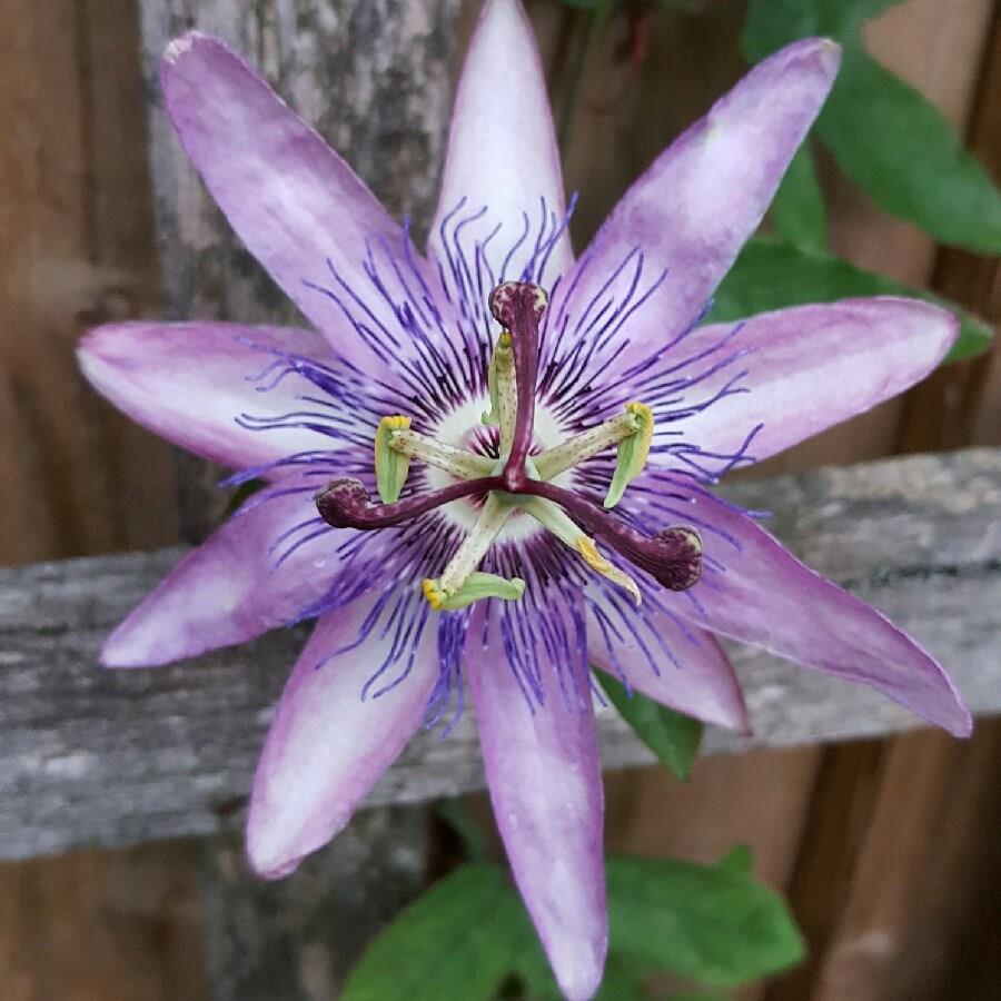 Passion Flower Amethyst in the GardenTags plant encyclopedia