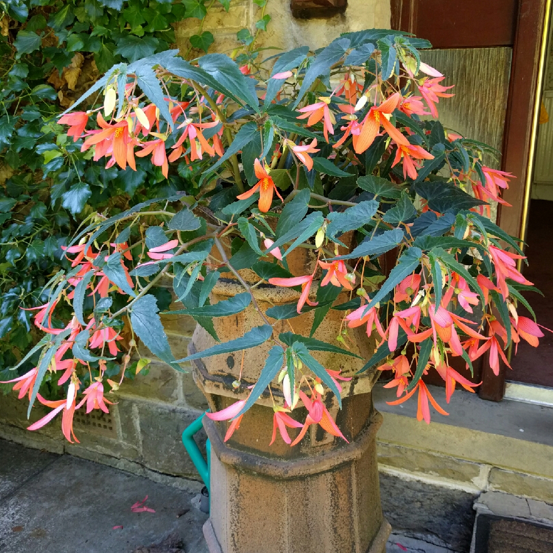 Begonia San Francisco in the GardenTags plant encyclopedia