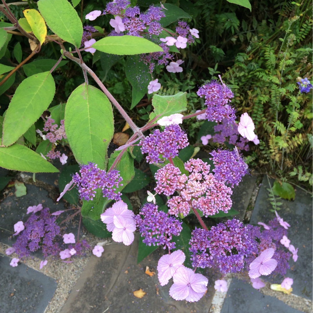 Hydrangea Villosa in the GardenTags plant encyclopedia