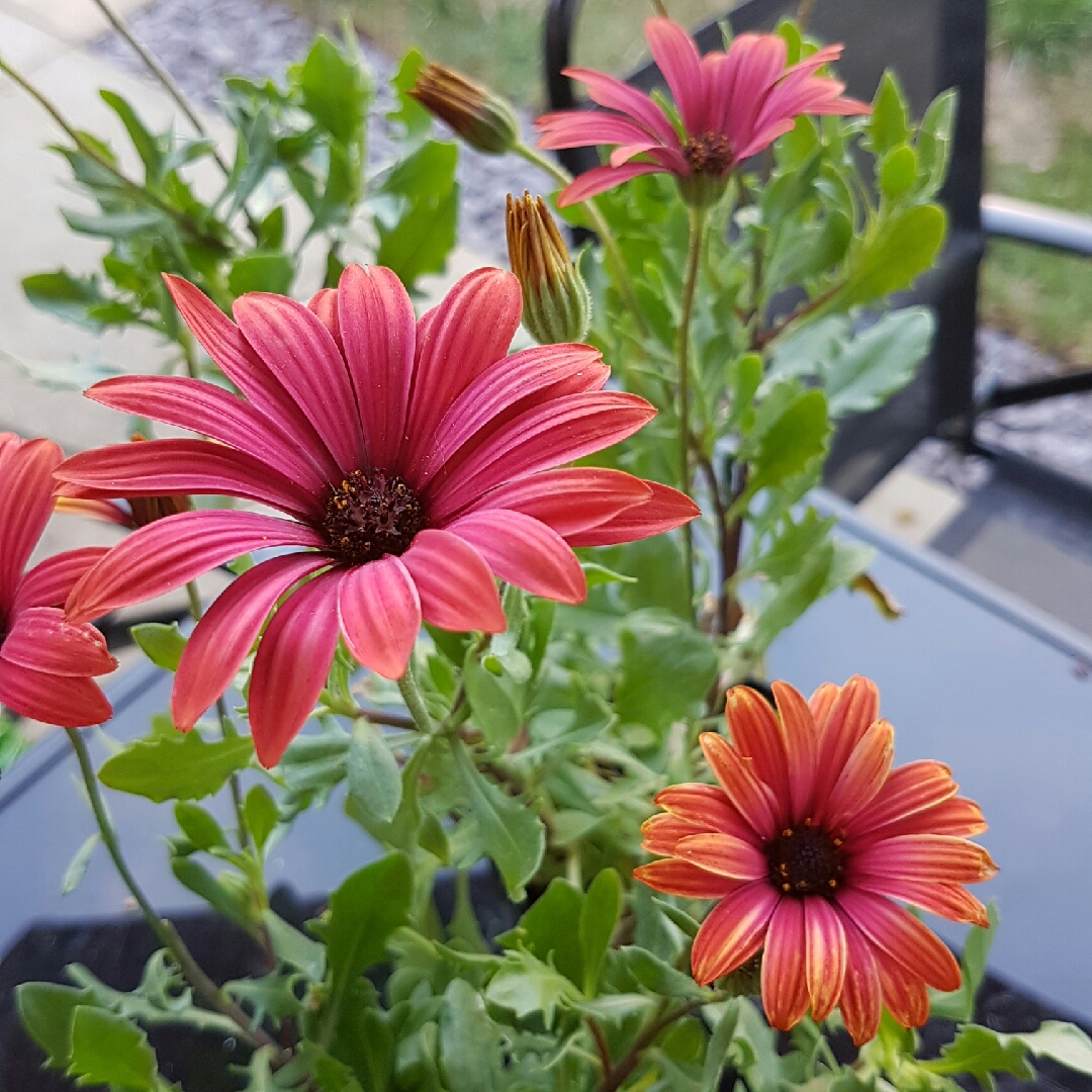 African Daisy Special Fire in the GardenTags plant encyclopedia