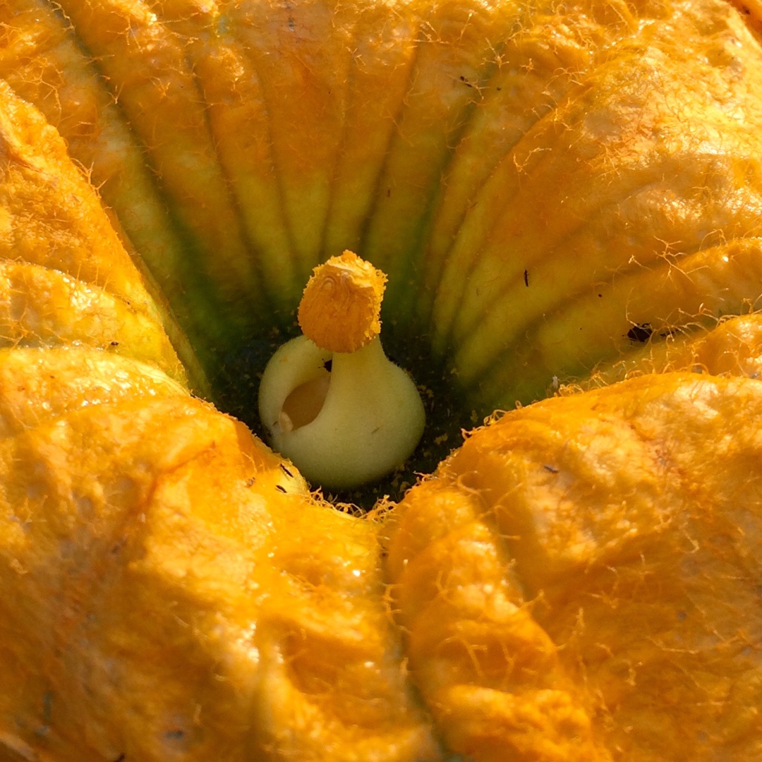 Pumpkin White Ghost in the GardenTags plant encyclopedia