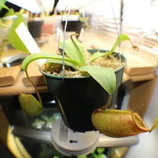 Pitcher plant in the GardenTags plant encyclopedia