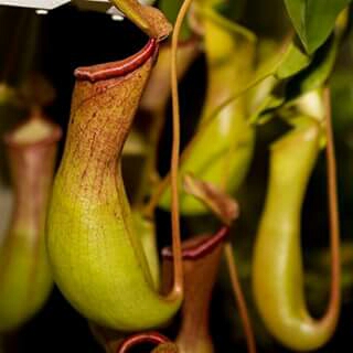 Pitcher plant in the GardenTags plant encyclopedia