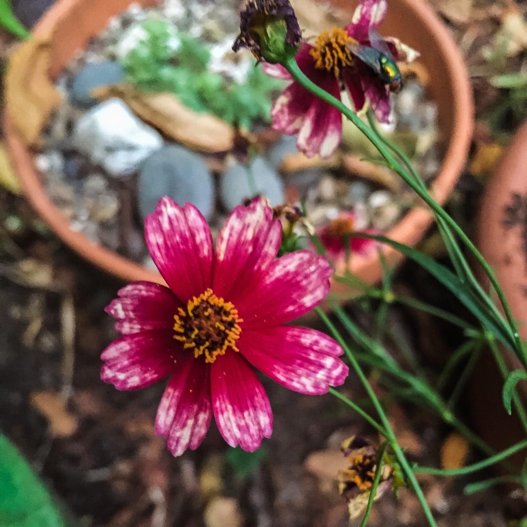 Threadleaf Coreopsis  Cruizin Main Street in the GardenTags plant encyclopedia