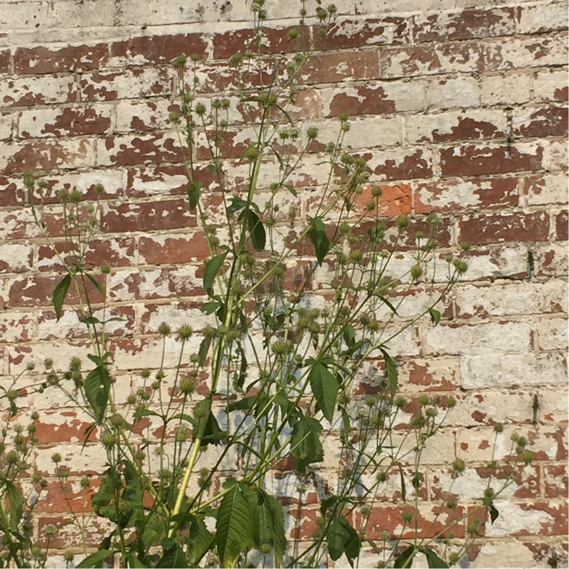 Small teasel in the GardenTags plant encyclopedia