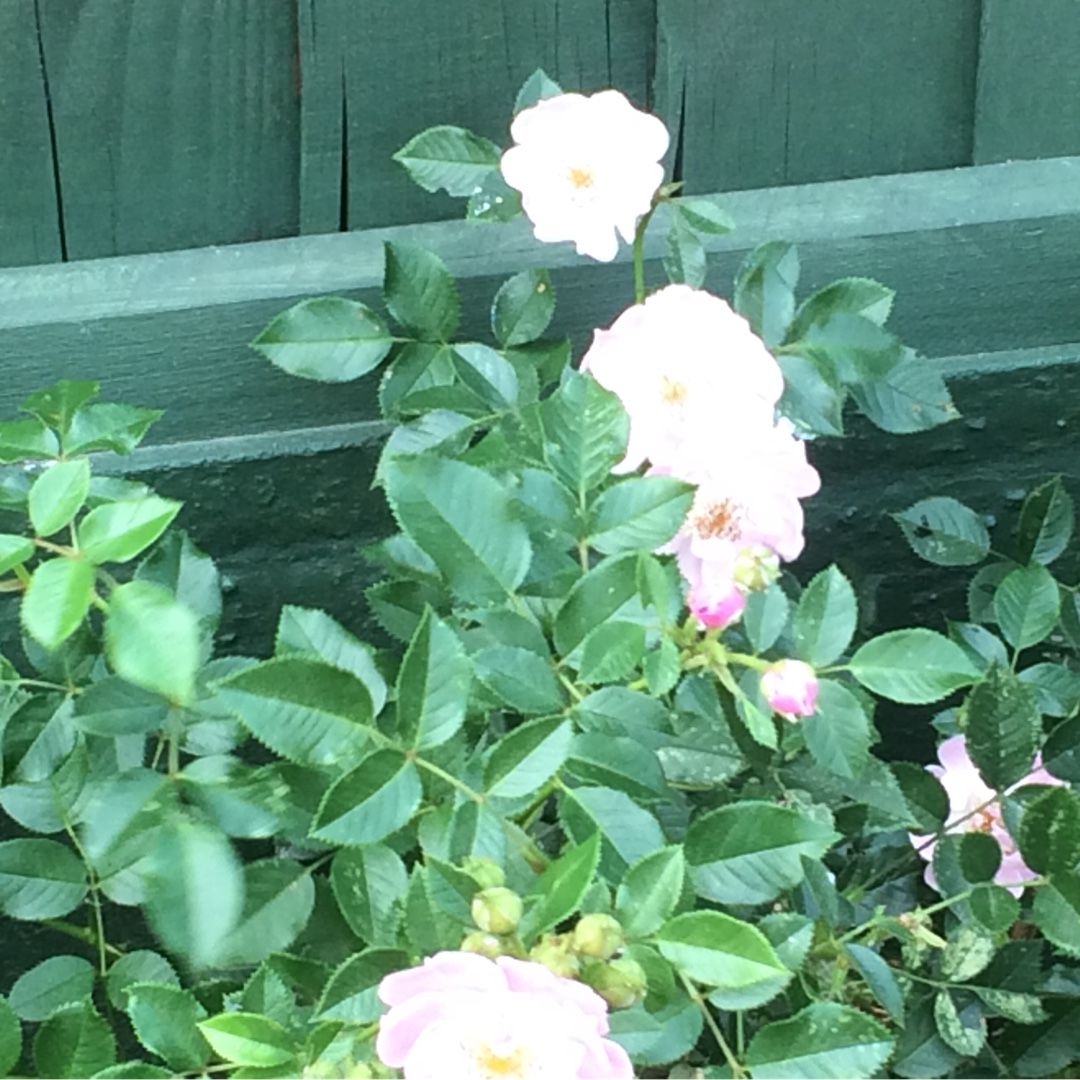 Rose The Lakeland Rose (Climbing) in the GardenTags plant encyclopedia