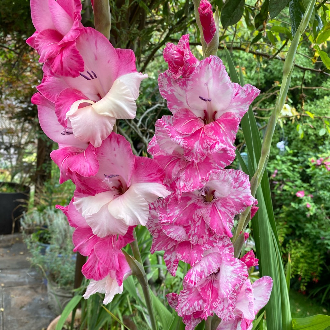 Gladioli Michelle (Small-flowered) in the GardenTags plant encyclopedia