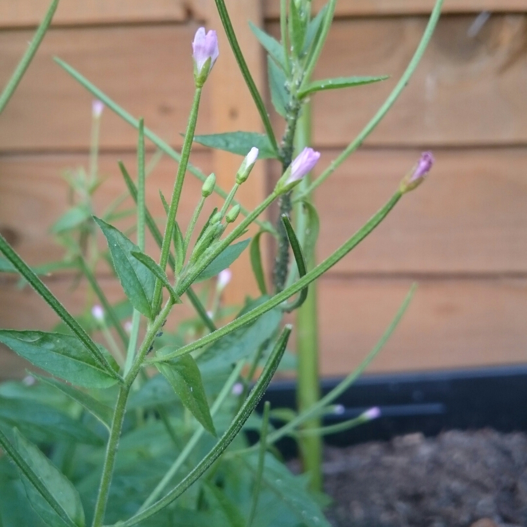 Spear-leaved Willowherb in the GardenTags plant encyclopedia