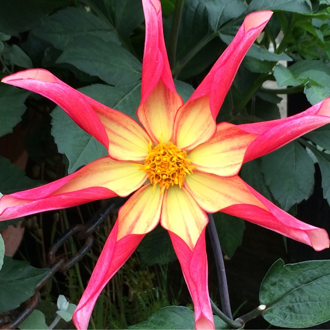 Dahlia Tahoma Star in the GardenTags plant encyclopedia