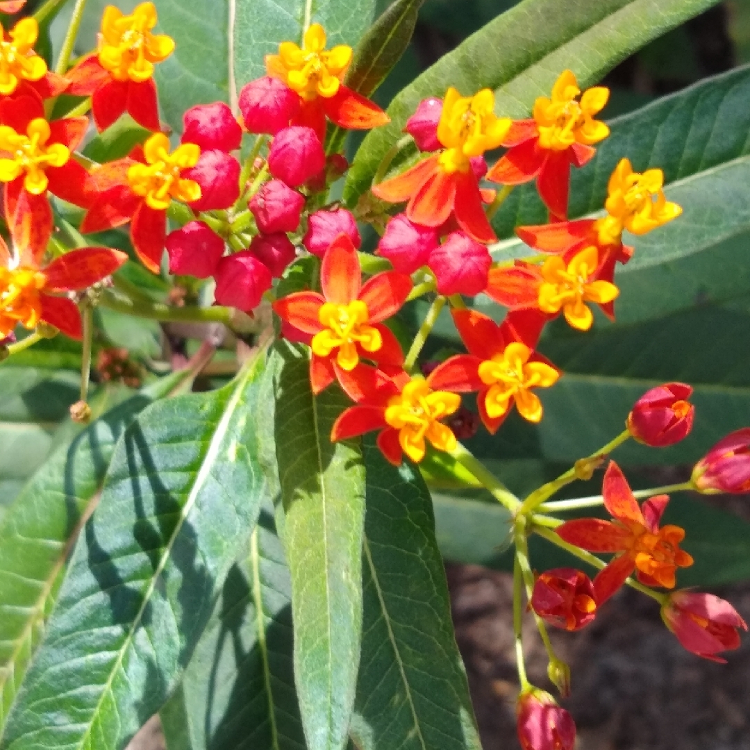 Tropical Milkweed in the GardenTags plant encyclopedia