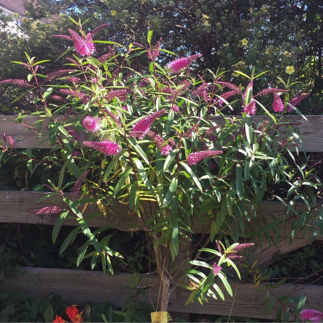 Shrubby Veronica Great Orme in the GardenTags plant encyclopedia