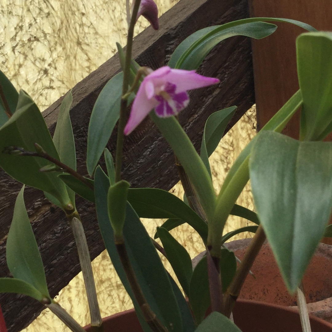 Orchid Pink in the GardenTags plant encyclopedia