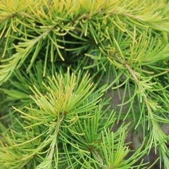 Deodar Cedar Golden Horizon in the GardenTags plant encyclopedia