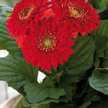 Gerbera Sundayz Red in the GardenTags plant encyclopedia