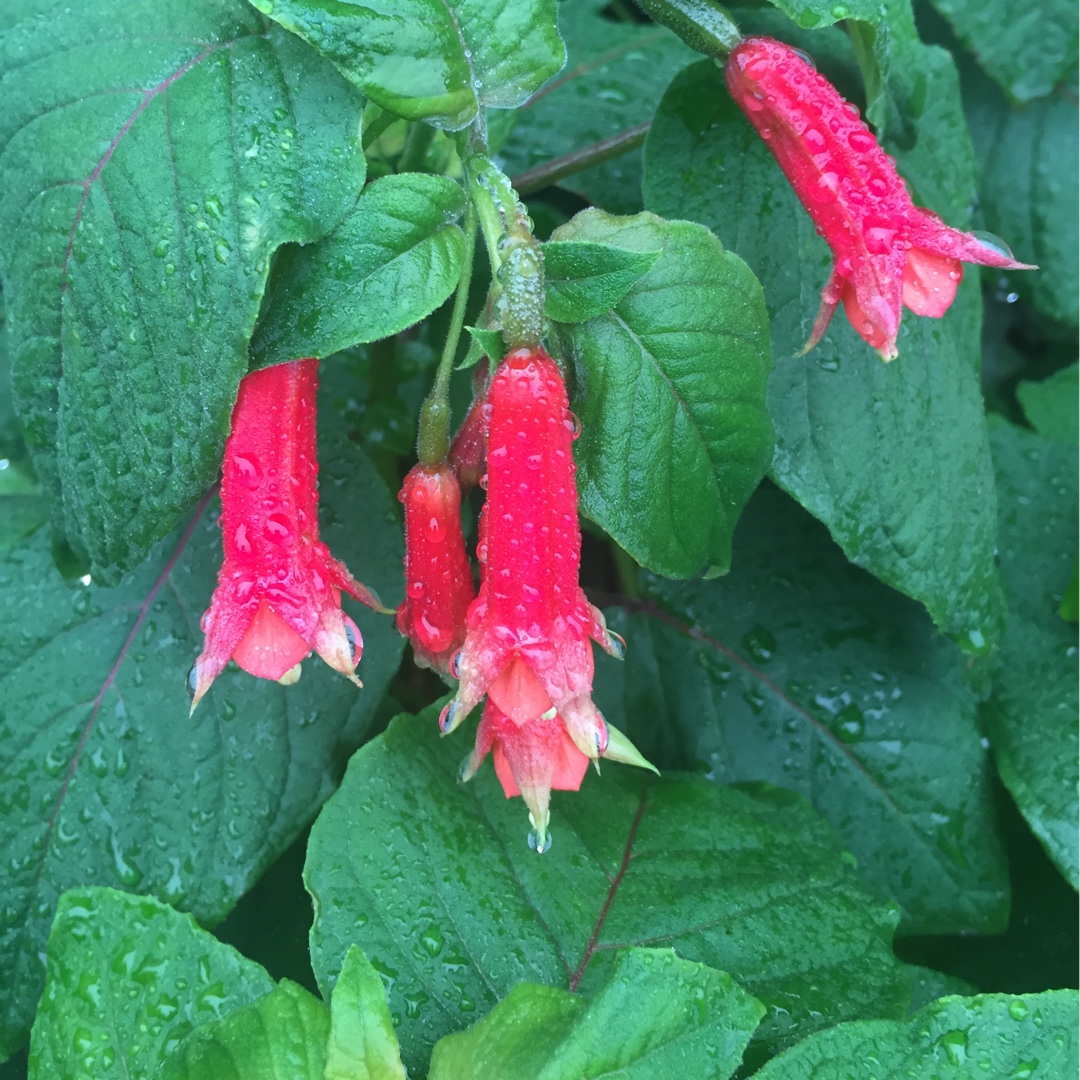 Fuchsia Cordifolia in the GardenTags plant encyclopedia