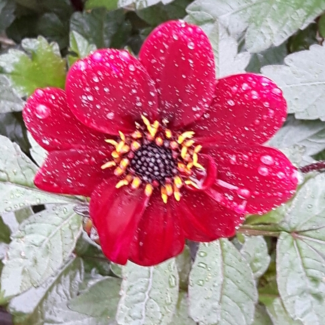 Dahlia Bishop of Auckland (Single-flowered) in the GardenTags plant encyclopedia