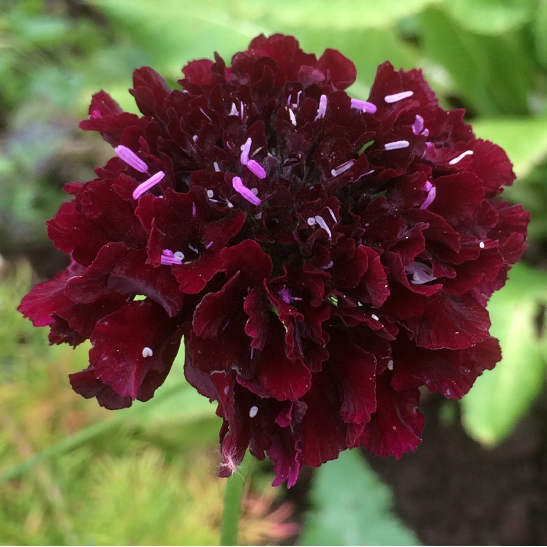 Scabious Plum Pudding in the GardenTags plant encyclopedia