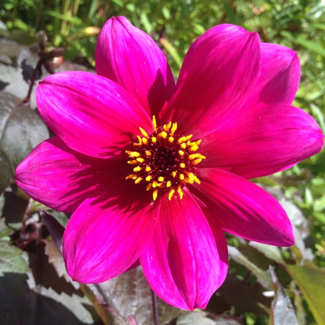 Dahlia Eyed Beauty (Anemone-flowered) in the GardenTags plant encyclopedia