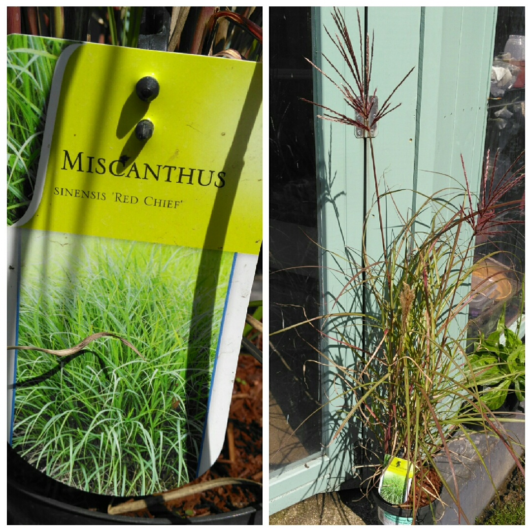 Silver Grass Red Chief in the GardenTags plant encyclopedia