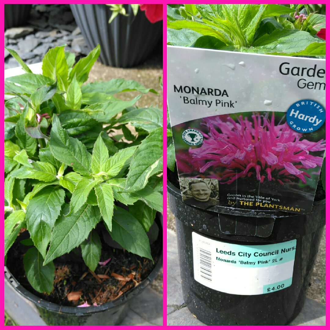 Dwarf Bergamot Balmy Pink in the GardenTags plant encyclopedia