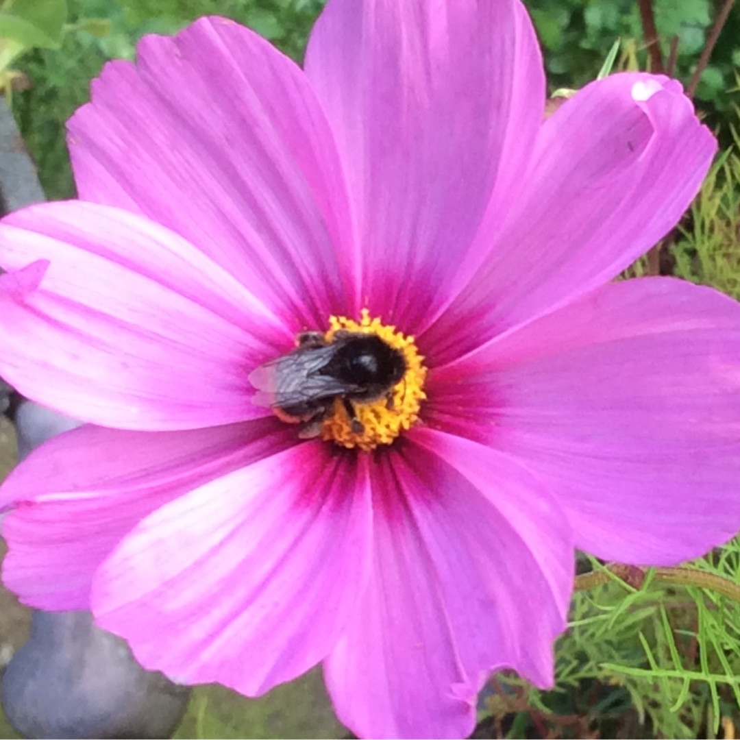 Cosmea Versailles Tetra in the GardenTags plant encyclopedia